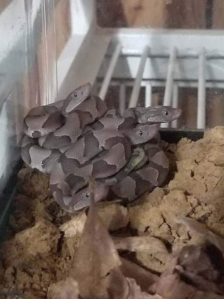Eastern Copperheads photo by Chris Inns