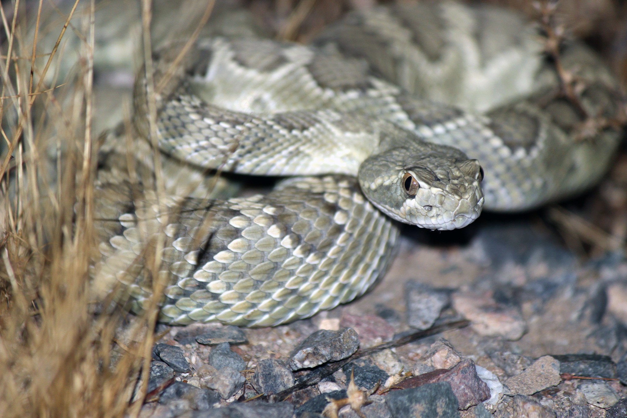 Mohave Rattlesnake photo by Kameron Orr