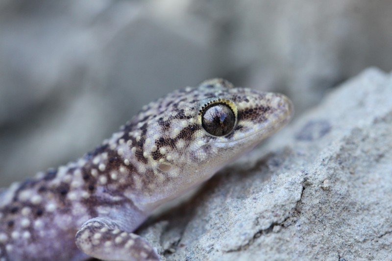 Mediterranean Gecko CC0