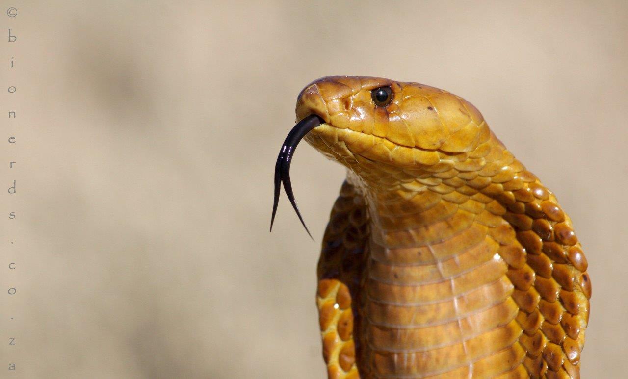 Cape Cobra photo by Bionerds