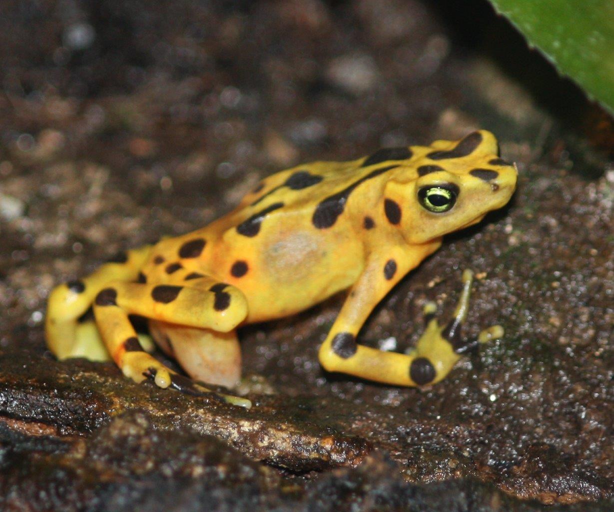 Panamanian Golden Frog photo by Ltshears CC BY-SA 3.0 
