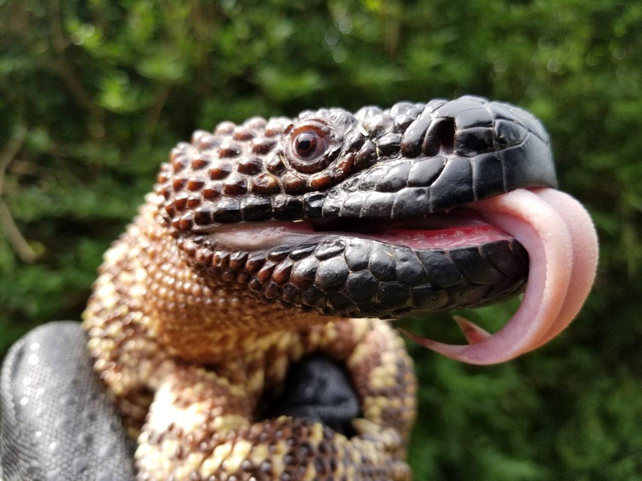 Beaded Lizard photo by Shane Smith