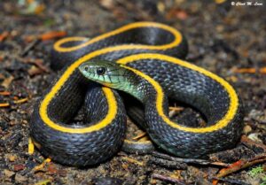 Santa Cruz Gartersnake Photo by Chad M. Lane