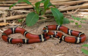 Sinaloan Milksnake photo by Armin Meier