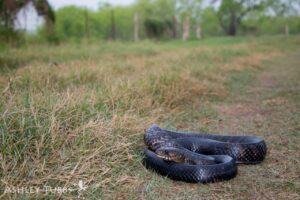 Texas Indigo Snake photo by Ashley Tubbs