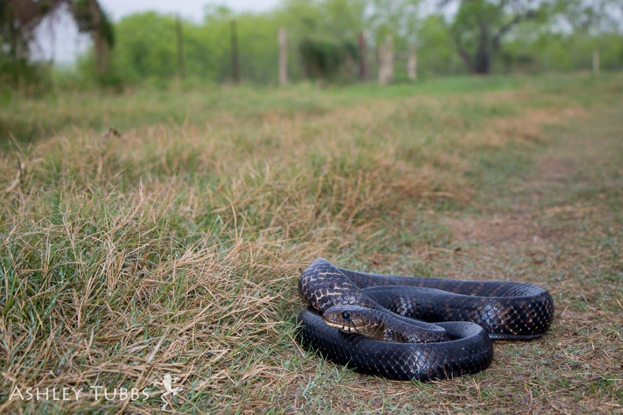 Texas Indigo Snake photo by Ashley Tubbs