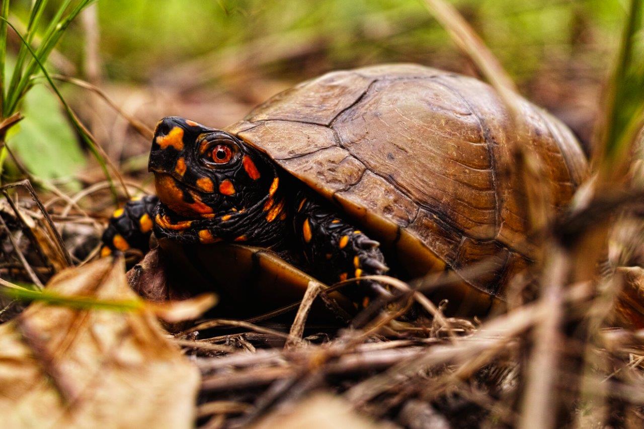 Three-toed Box Turtle photo by Charles Paxton