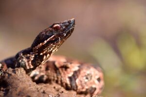 Northern Cottonmouth photo by Justin Sokol