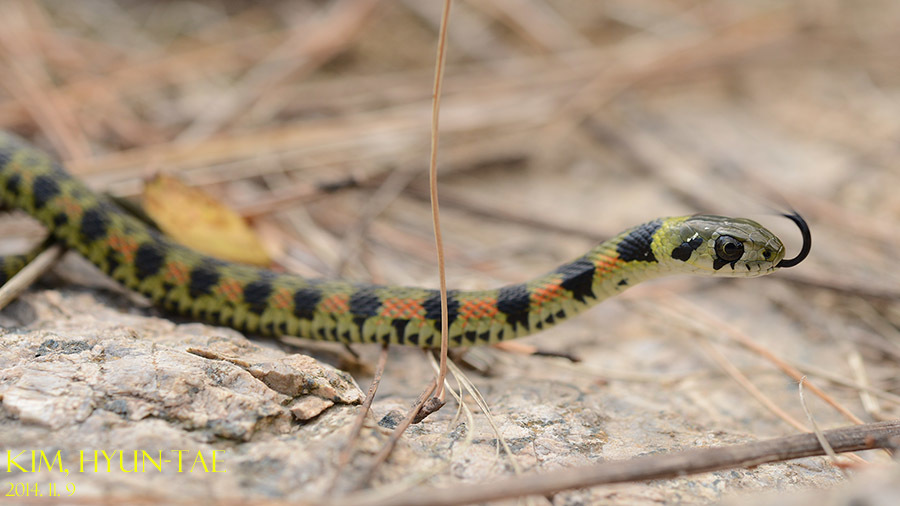 Tiger Keelback photo by Kim, Hyun-tae CC BY 4.0