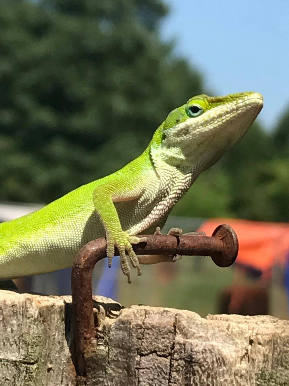Green Anole photo by Bronc Rice